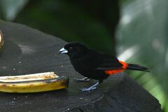 Ramphocelus passerinii