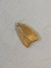 Coelostathma discopunctana