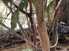 Cryptocarya sclerophylla