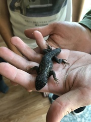 Sceloporus occidentalis