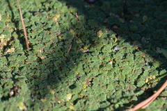 Azolla