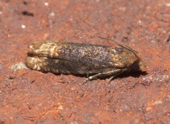 Eucosma ochroterminana