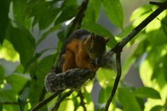 Sciurus variegatoides