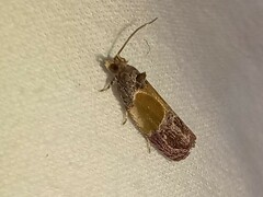 Eumarozia malachitana