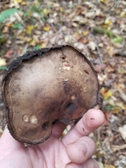 Sarcodon atroviridis