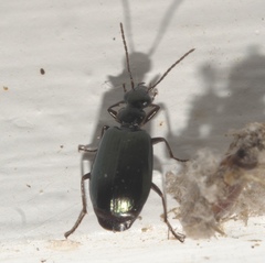 Lebia viridis