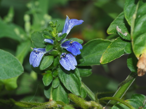 Rungia densiflora