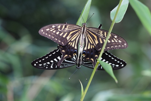 Chinese Yellow Swallowtail