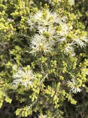 Melaleuca lanceolata