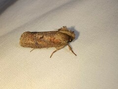 Acrolophus plumifrontella