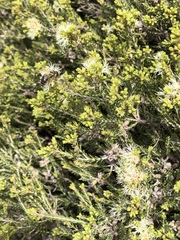 Melaleuca lanceolata