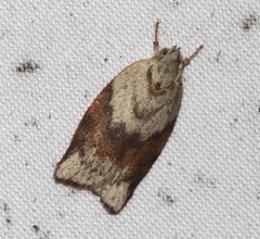 Euchaetis crypsichroa