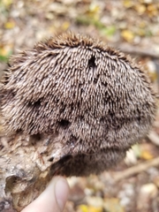 Sarcodon atroviridis