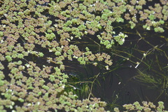 Azolla