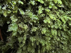 Plagiochila