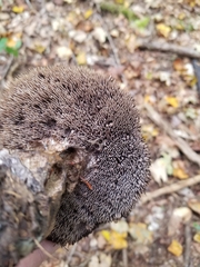 Sarcodon atroviridis