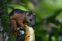 Sciurus variegatoides