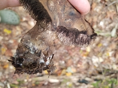 Sarcodon atroviridis