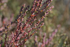 Suaeda calceoliformis