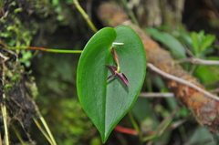 Pleurothallis