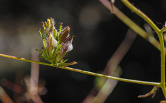 Cordylanthus rigidus setigerus