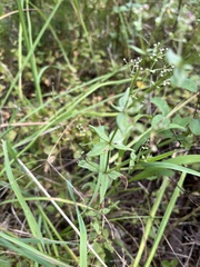 Galium boreale