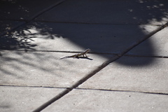 Callisaurus draconoides