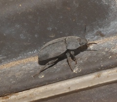 Tenebrionidae