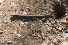 Elgaria multicarinata multicarinata