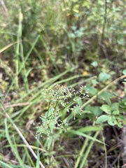 Galium boreale