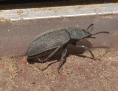 Tenebrionidae