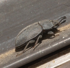 Tenebrionidae