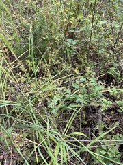 Galium boreale