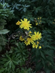 Cichorieae
