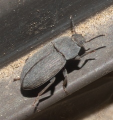 Tenebrionidae