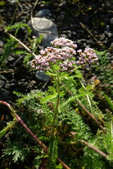 Achillea asiatica