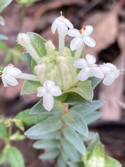 Pimelea humilis