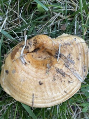 Lactarius quietus