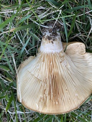 Lactarius quietus