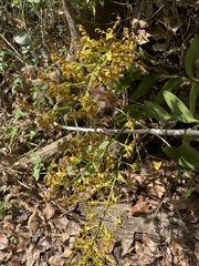 Dendrobium discolor