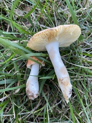 Lactarius quietus