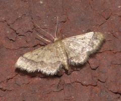 Idaea celtima