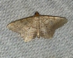 Psamatodes abydata