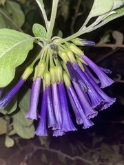Iochroma cyaneum