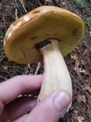 Boletus chippewaensis