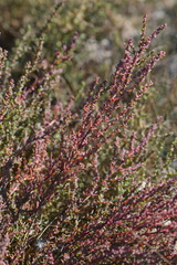 Suaeda calceoliformis