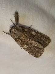 Acronicta afflicta