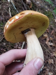 Boletus chippewaensis