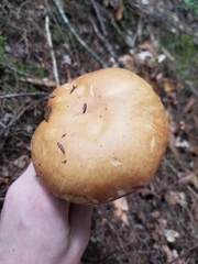 Boletus chippewaensis