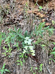 Baptisia bracteata